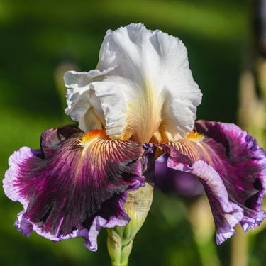 Care To Dance German Bearded Iris